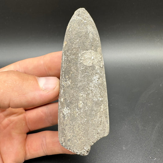Belemnite (Fossil Squid) shell fossil - Whitby, North Yorkshire Jurassic Coast Yorkshire Fossils