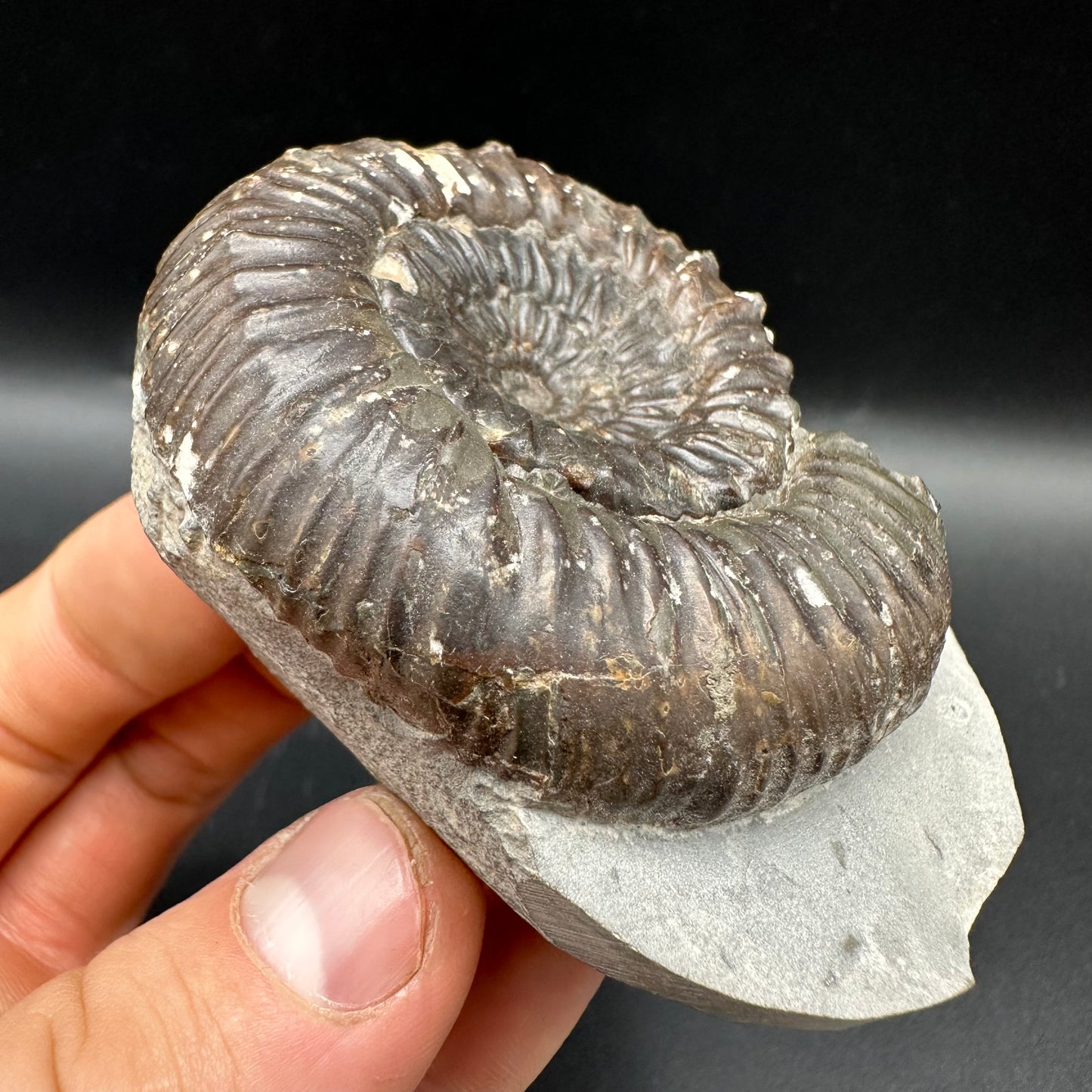 Peronoceras Sp. Ammonite fossil with box and stand - Whitby, North Yorkshire Jurassic Coast Yorkshire Fossils