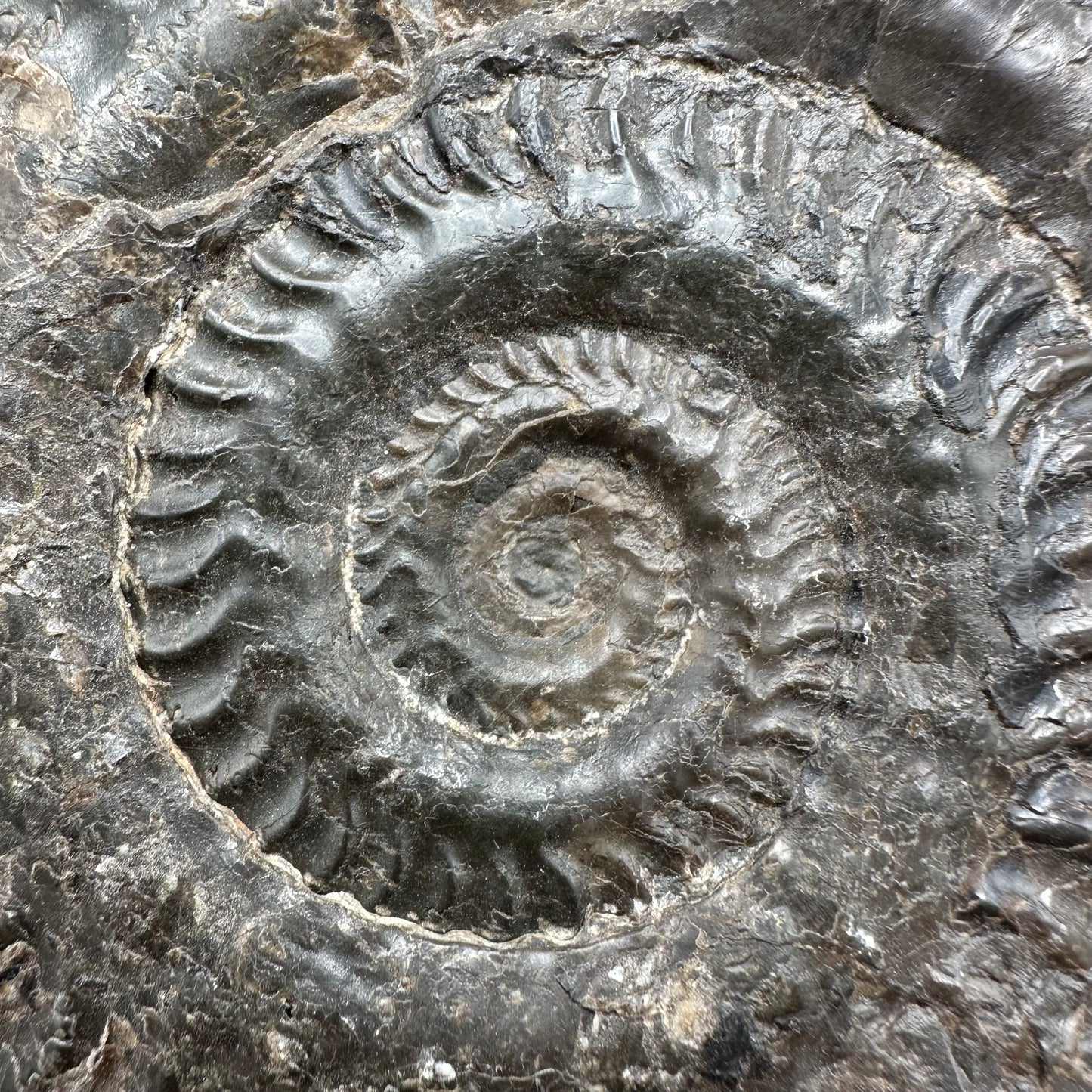 Hildoceras lusitanicum Ammonite fossil - Whitby, North Yorkshire, Jurassic Coast, Yorkshire Fossils from the Jurassic Coast