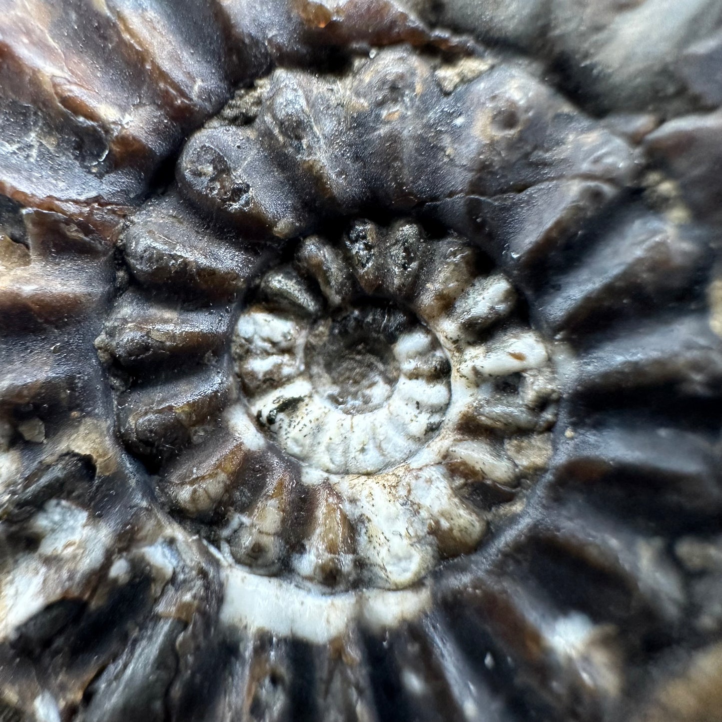 Amaltheus subnodosus ammonite fossil - Whitby, North Yorkshire Jurassic Coast Yorkshire Fossils