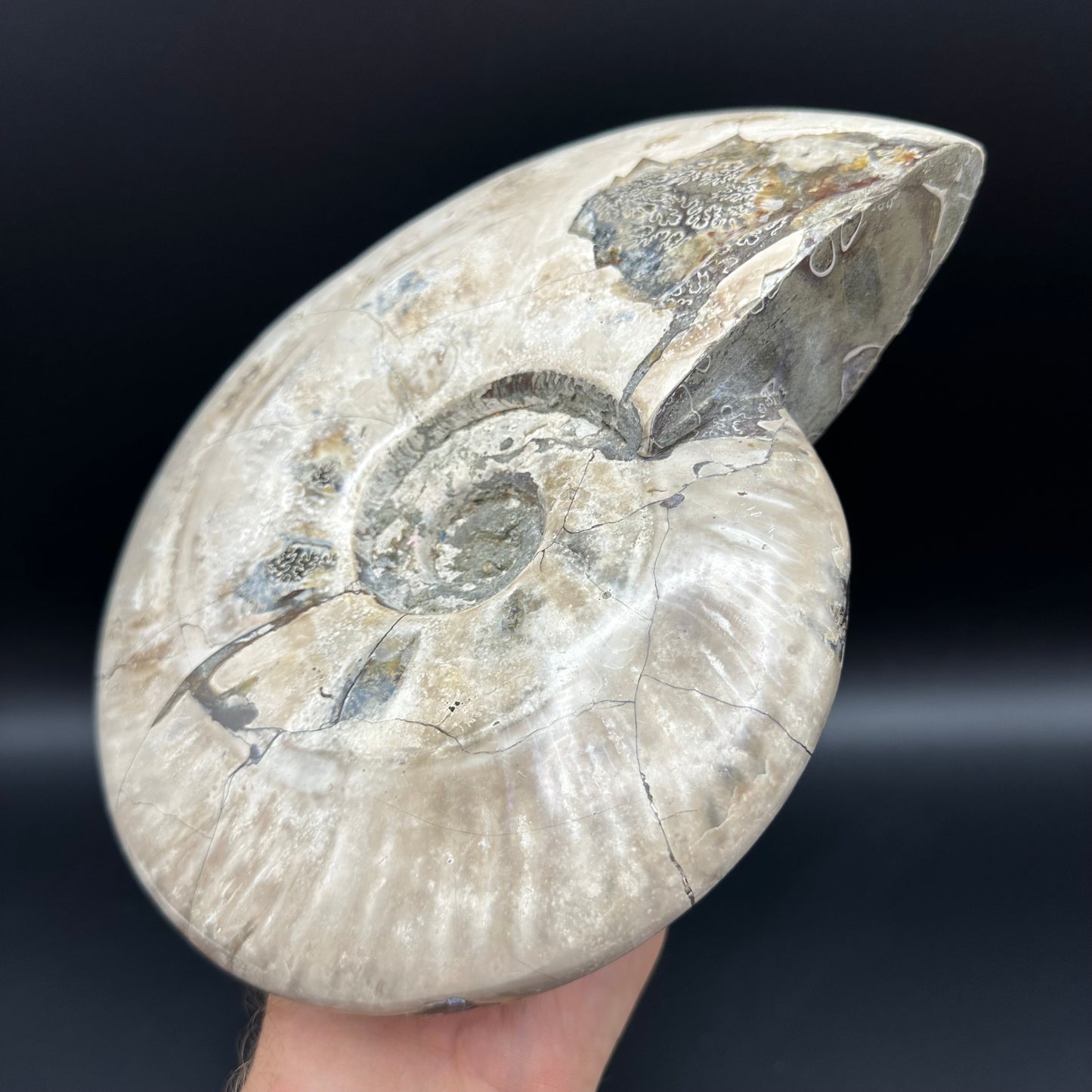 Cleoniceras Ammonite Fossil With Stand - Cretaceous Ammonite Madagascar