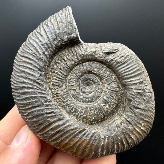Dactylioceras Ammonite Fossil With box and Stand - Whitby, North Yorkshire Jurassic Coast Yorkshire Fossils