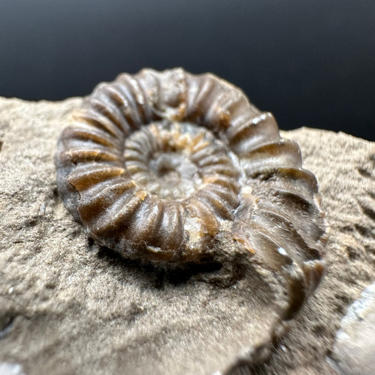 Androgynoceras capricornus Ammonite Fossil With Stand - Whitby, North Yorkshire Jurassic Coast Yorkshire Fossils