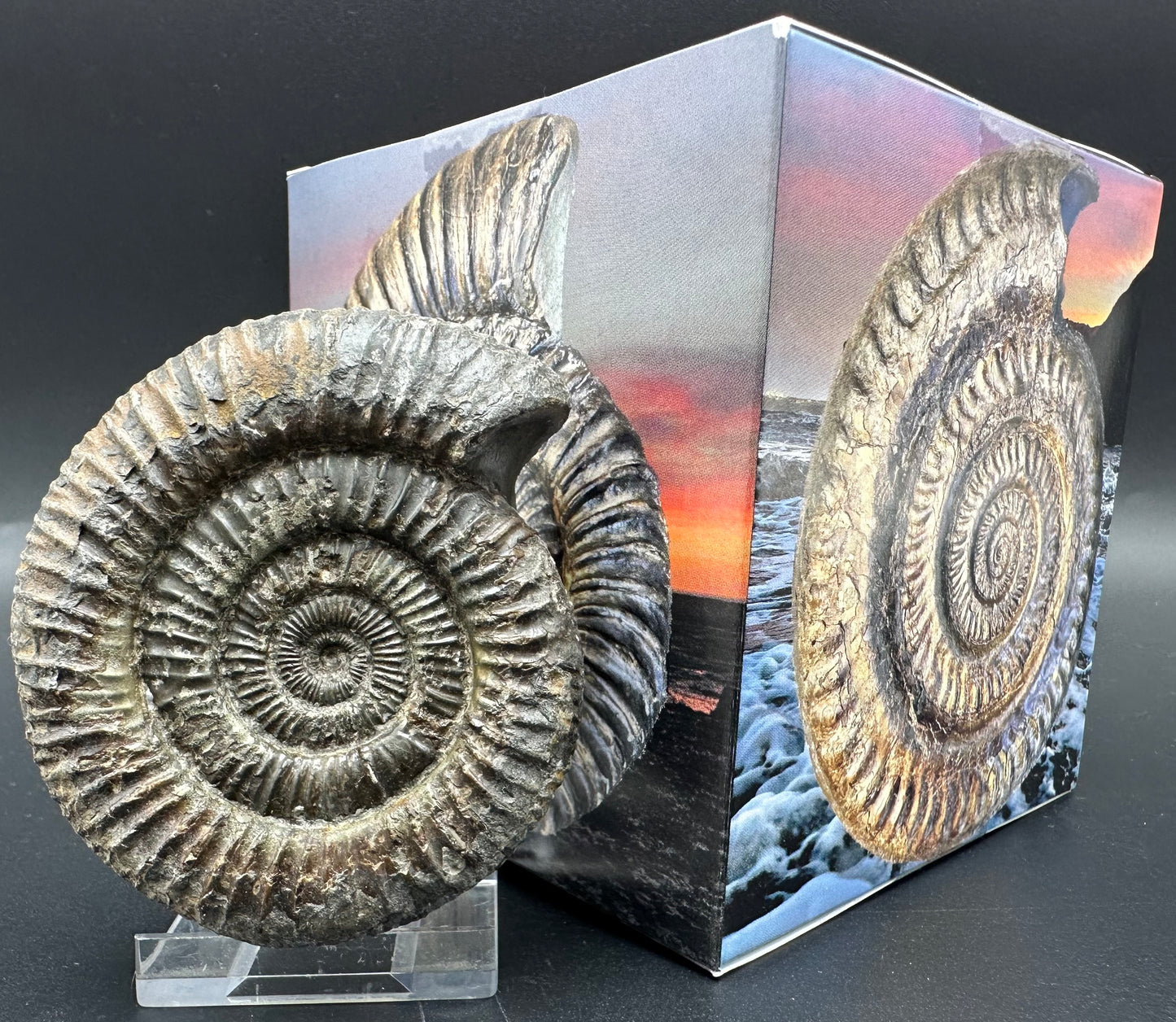 Dactylioceras Ammonite Fossil With Box And Stand - Whitby, North Yorkshire Jurassic Coast Yorkshire Fossils