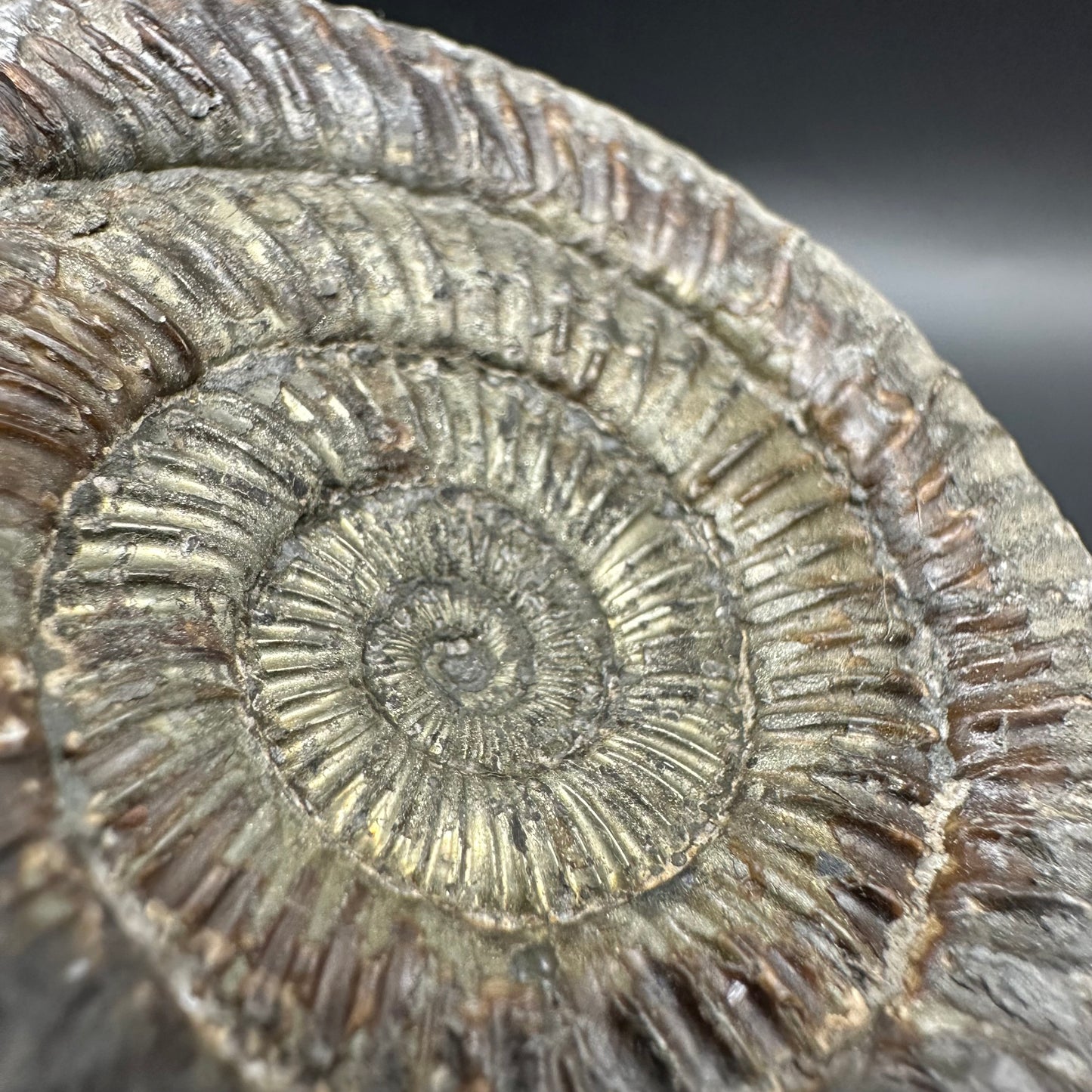 Golden Dactylioceras Ammonite Fossil With Box And Stand - Whitby, North Yorkshire Jurassic Coast Yorkshire Fossils