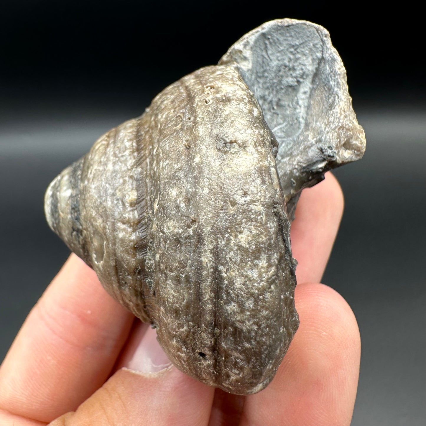 Gastropod Fossil Shell With Tin And Stand - Whitby, North Yorkshire, Jurassic Coast, Yorkshire Fossils