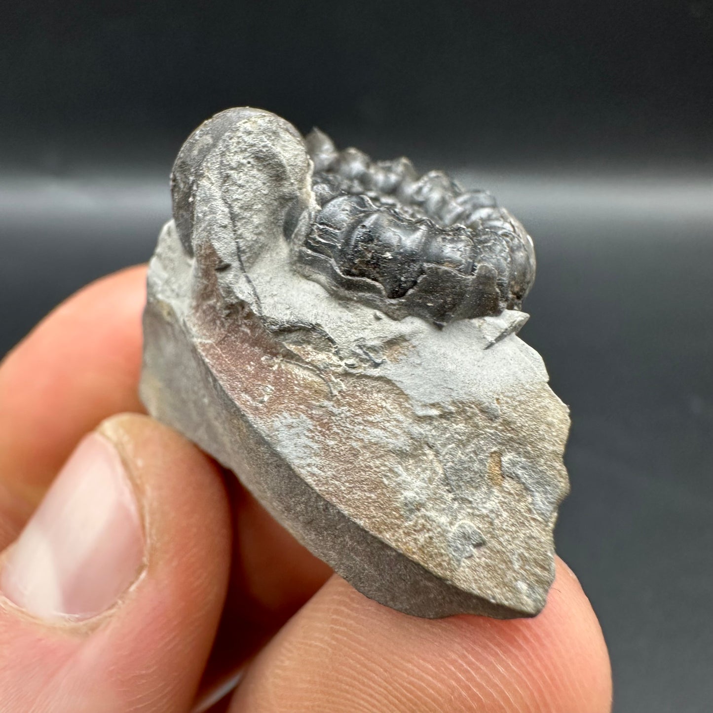 Gagaticeras Ammonite fossil with box and stand - Whitby, North Yorkshire Jurassic Coast Yorkshire Fossils