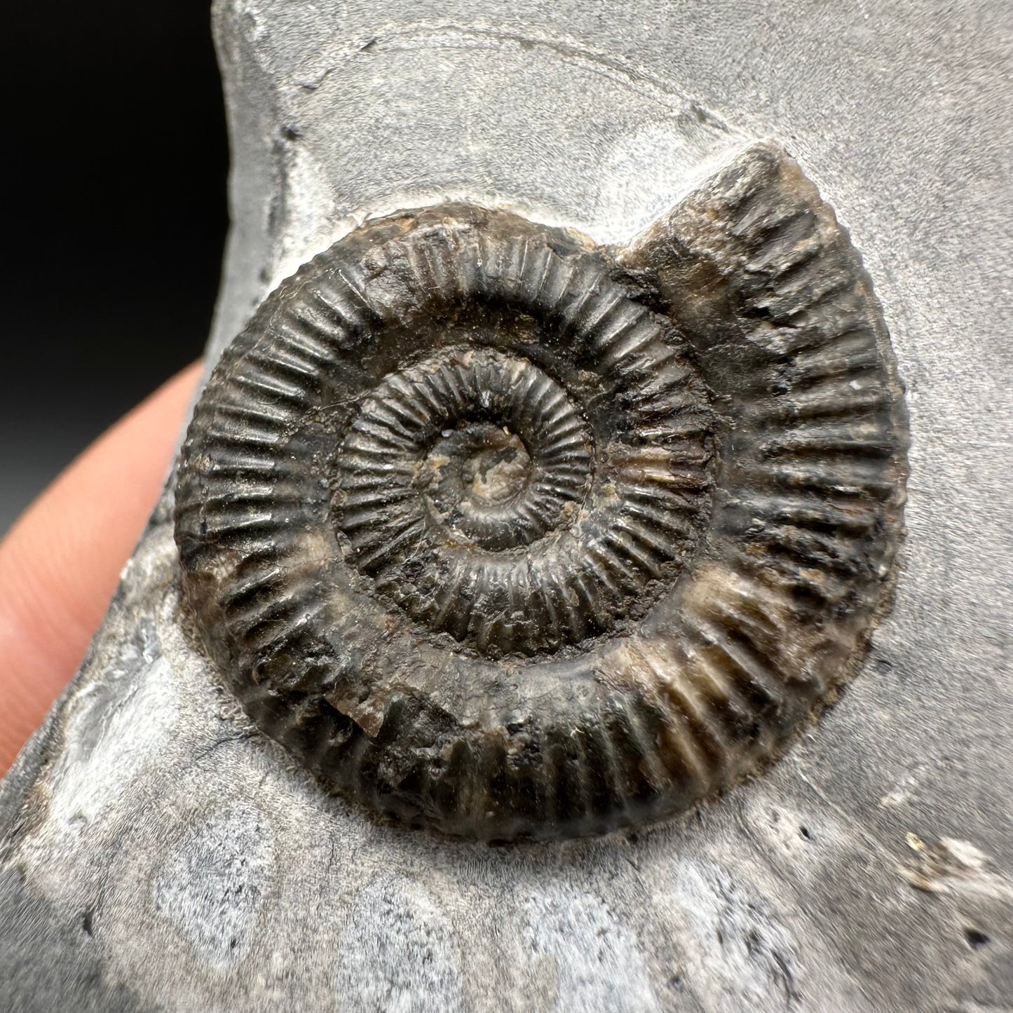 Dactylioceras Ammonite Fossil With Box And Stand - Whitby, North Yorkshire Jurassic Coast Yorkshire Fossils