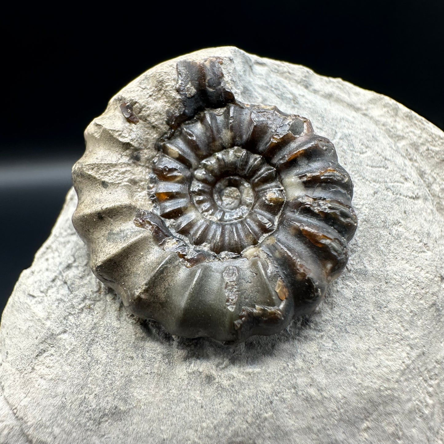 Androgynoceras maculatum ammonite fossil with gift box and stand - Whitby, North Yorkshire Jurassic Coast Yorkshire Fossils