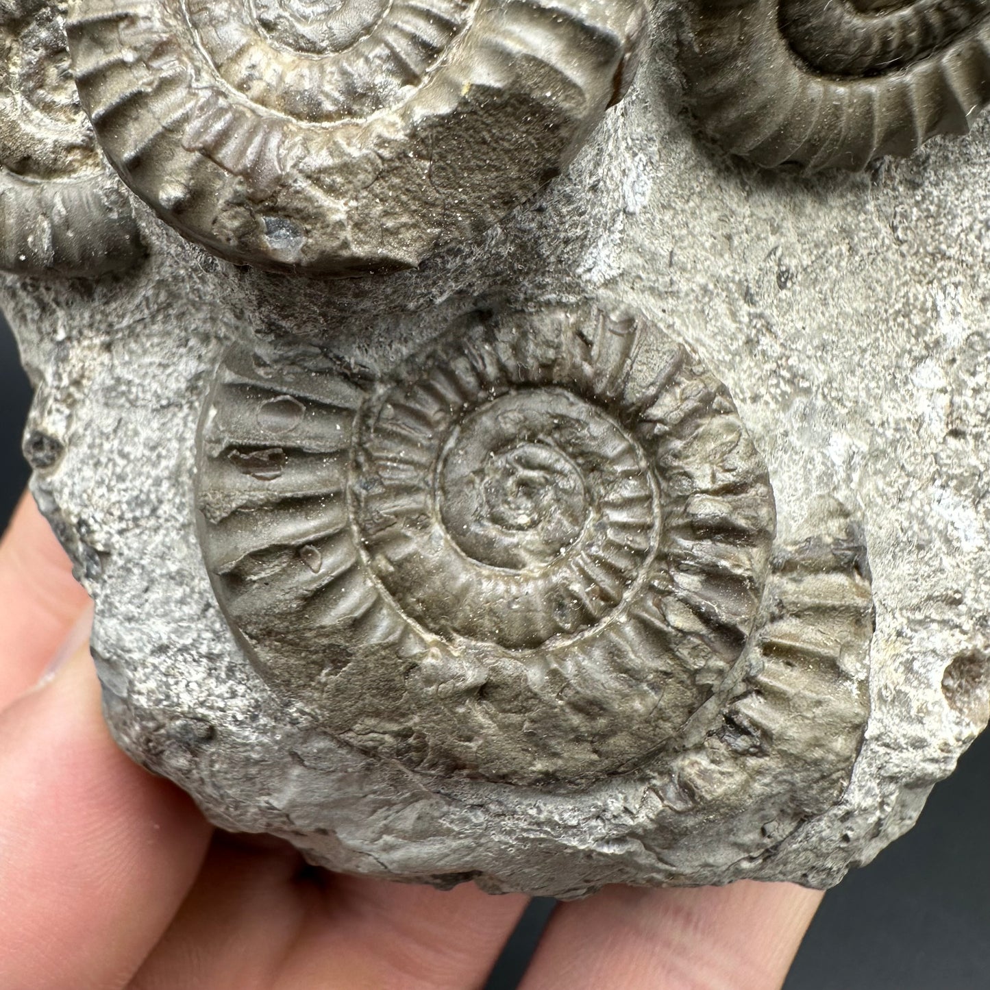 Arnioceras ammonite shell fossil with box and stand - Whitby, North Yorkshire Jurassic Coast Yorkshire Fossils