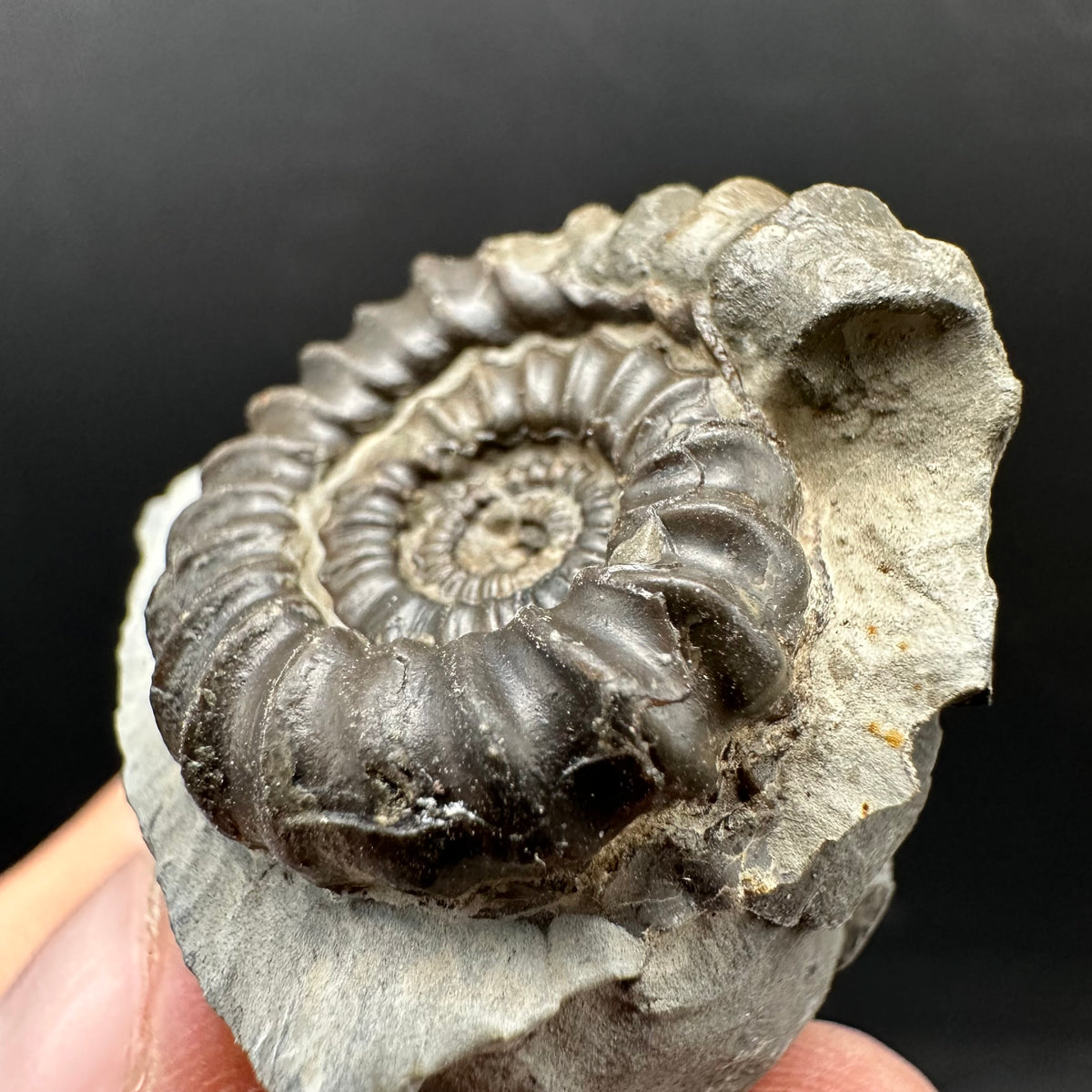 Gagaticeras Ammonite fossil with box and stand - Whitby, North Yorkshire Jurassic Coast Yorkshire Fossils