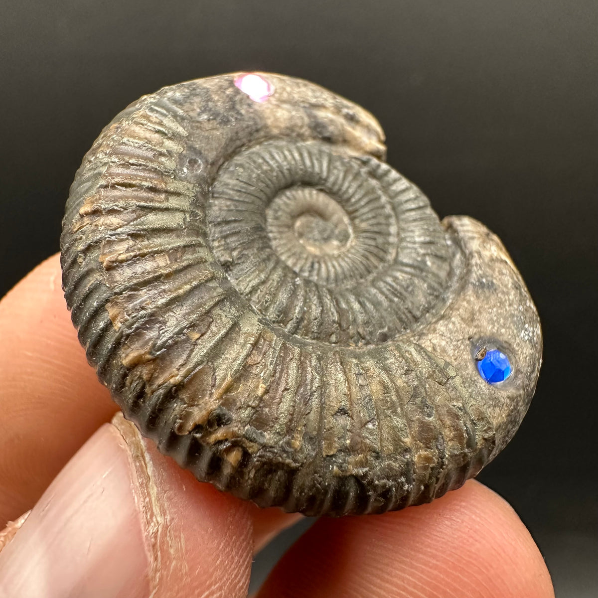 Hydra Snakestone Ammonite Fossil With Bag/Box And Stand - Whitby, North Yorkshire Jurassic Coast Yorkshire Fossils