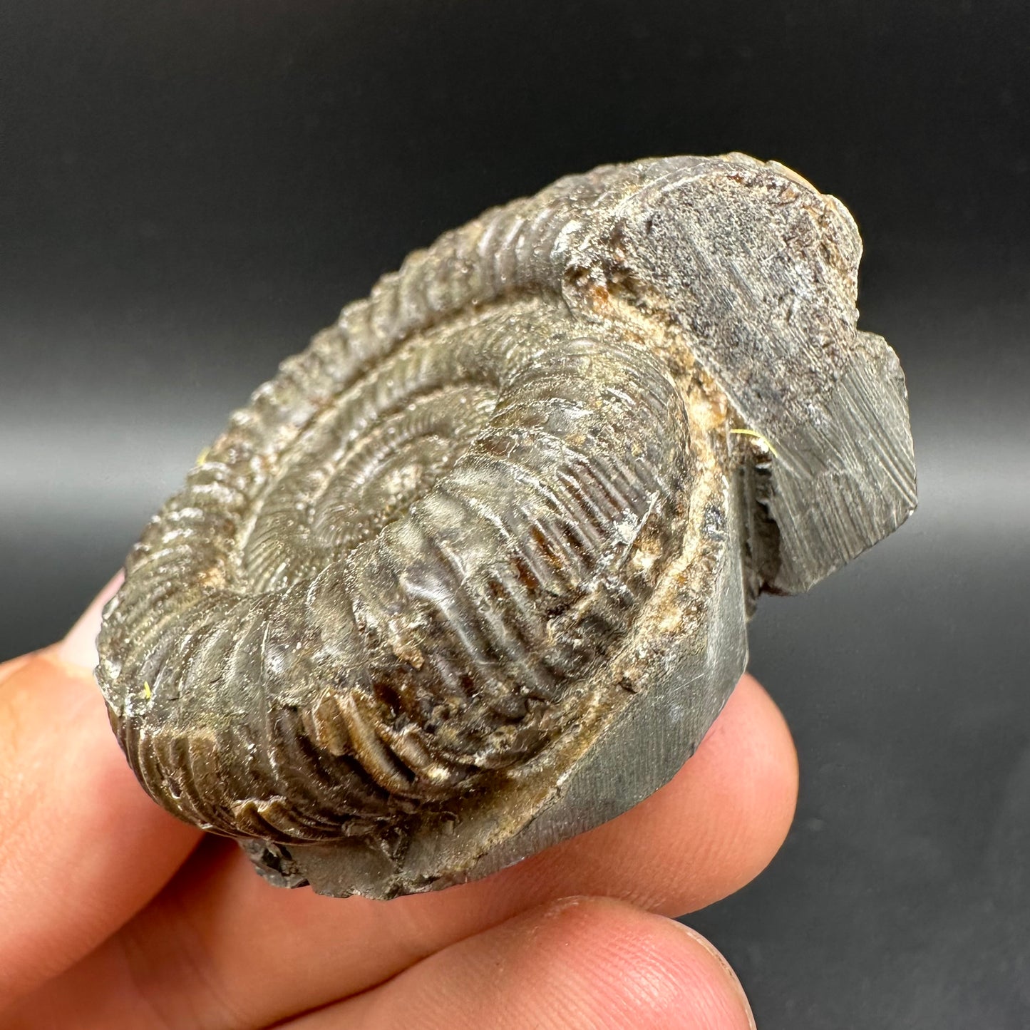 Dactylioceras Ammonite Fossil With Box And Stand - Whitby, North Yorkshire Jurassic Coast Yorkshire Fossils