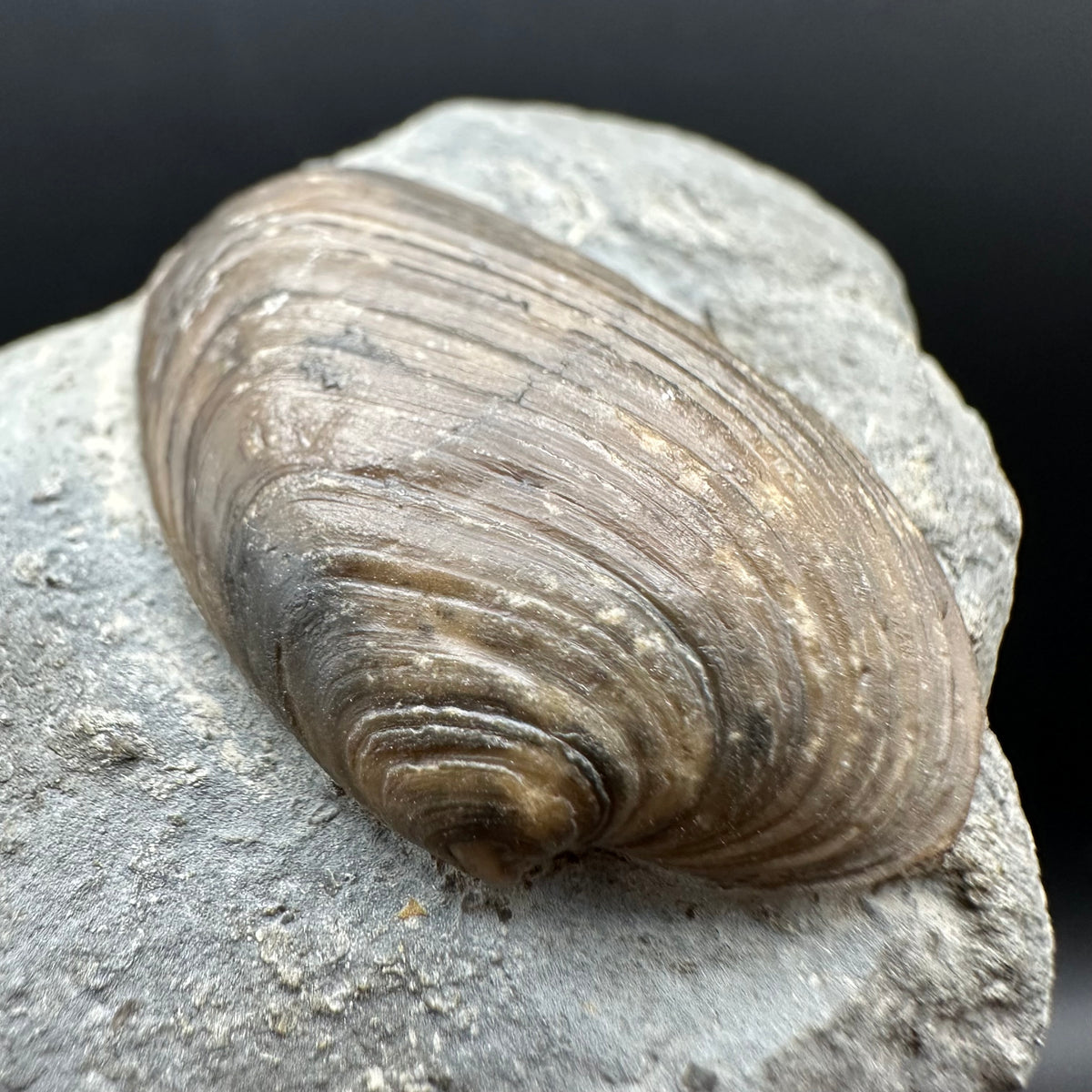 Cardinia Shell fossil - Whitby, North Yorkshire