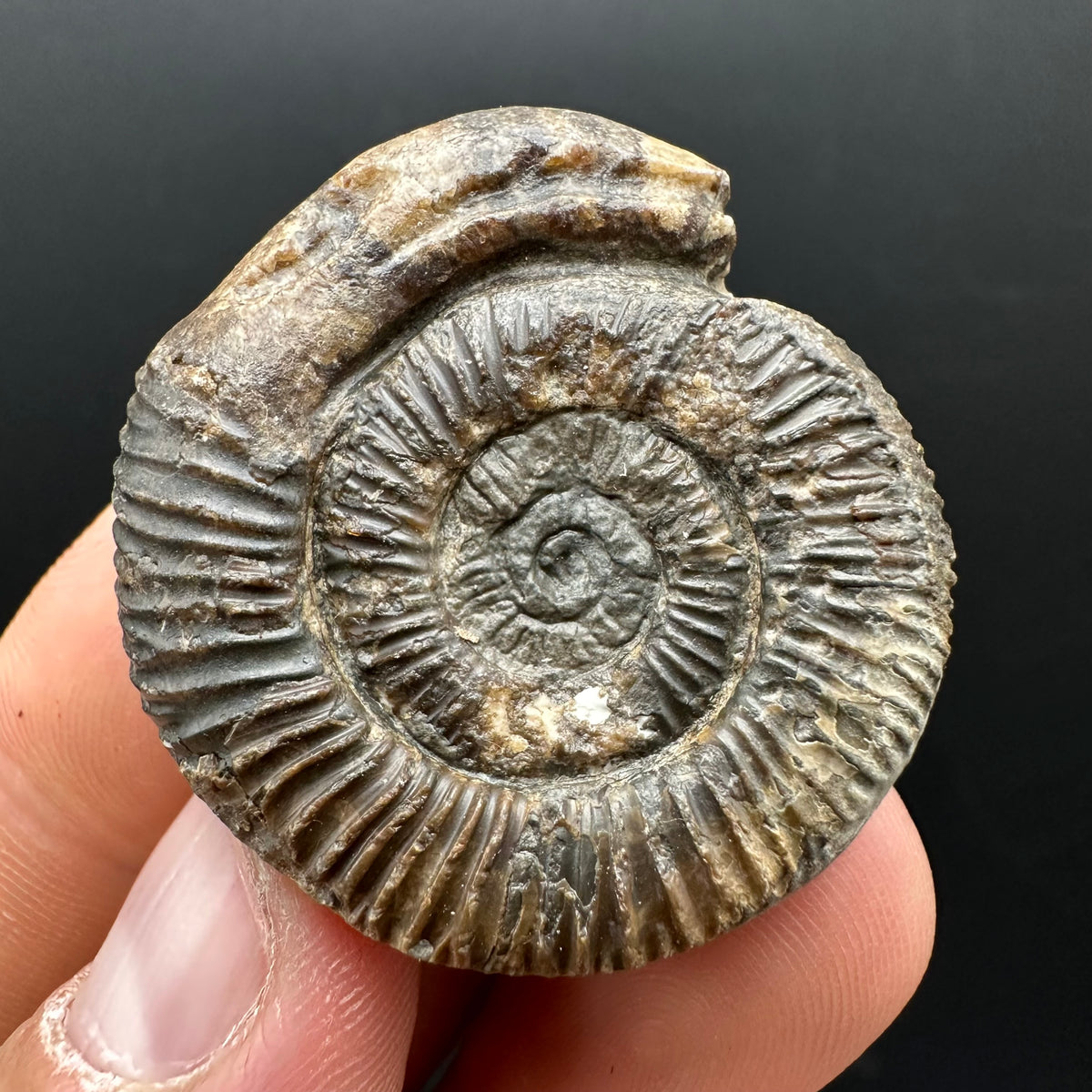 Snakestone Ammonite Fossil With Bag/Box And Stand - Whitby, North Yorkshire Jurassic Coast Yorkshire Fossils