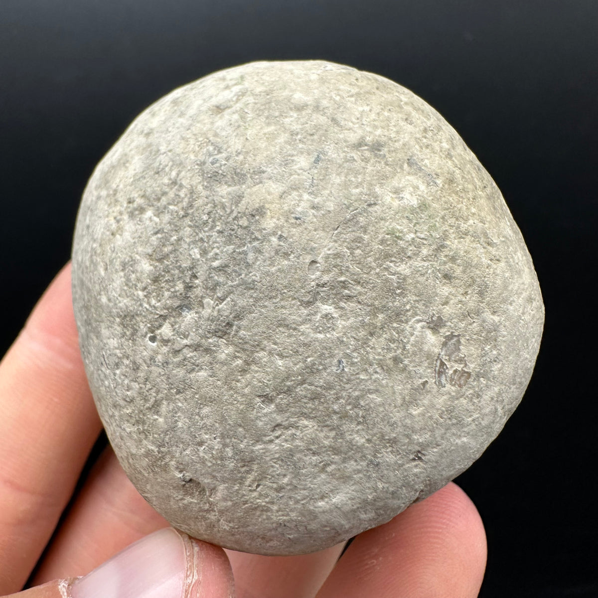 Dactylioceras Ammonite nodule (split pair) Fossil With Box And Stand - Whitby, North Yorkshire Jurassic Coast Yorkshire Fossils