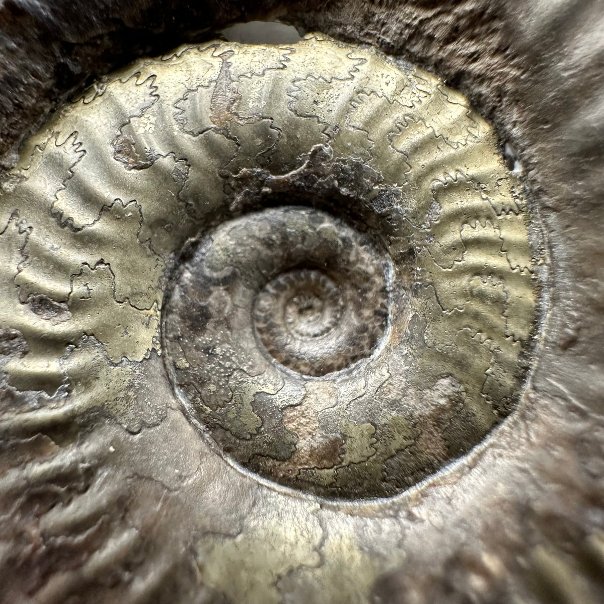 Grammoceras thoaurense Ammonite shell fossil with box and stand - Whitby, North Yorkshire, Yorkshire Fossils from the Jurassic Coast