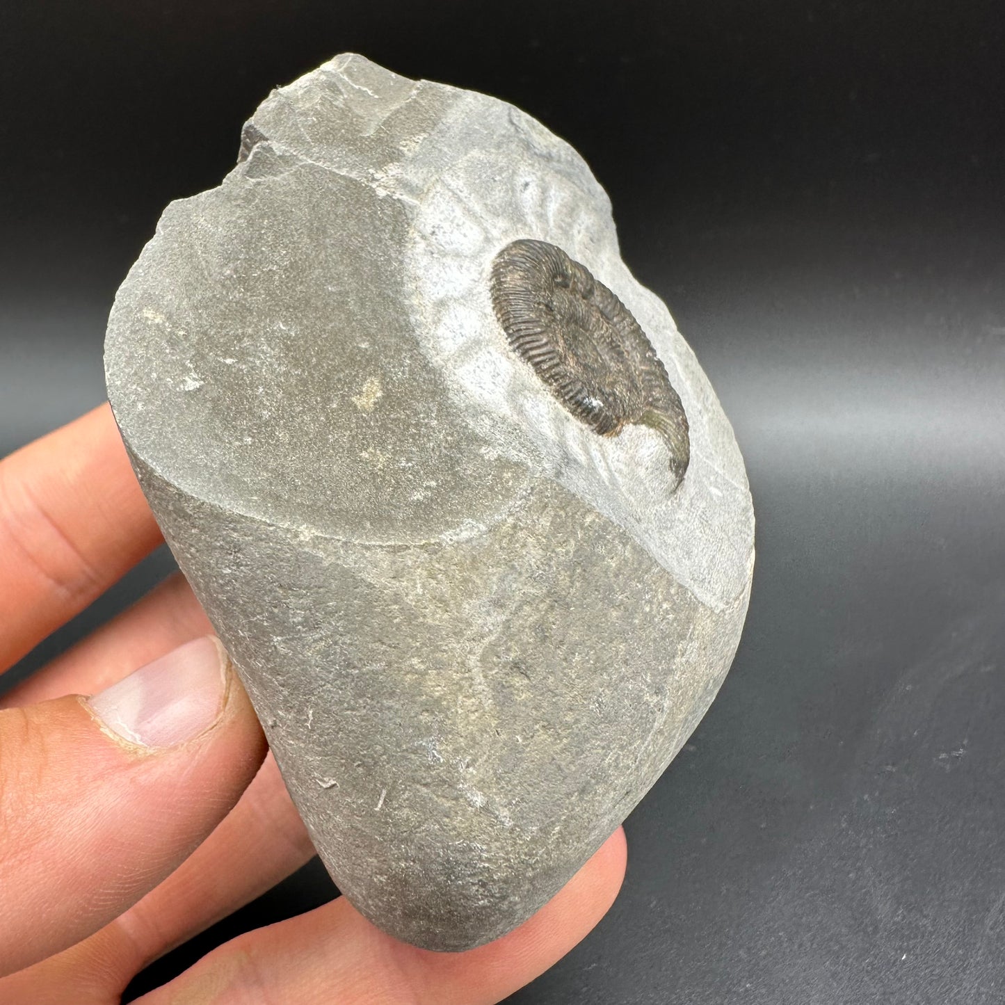 Dactylioceras Ammonite Fossil With Box And Stand - Whitby, North Yorkshire Jurassic Coast Yorkshire Fossils