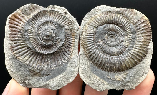 Dactylioceras Ammonite nodule (split pair) Fossil With Box And Stand - Whitby, North Yorkshire Jurassic Coast Yorkshire Fossils