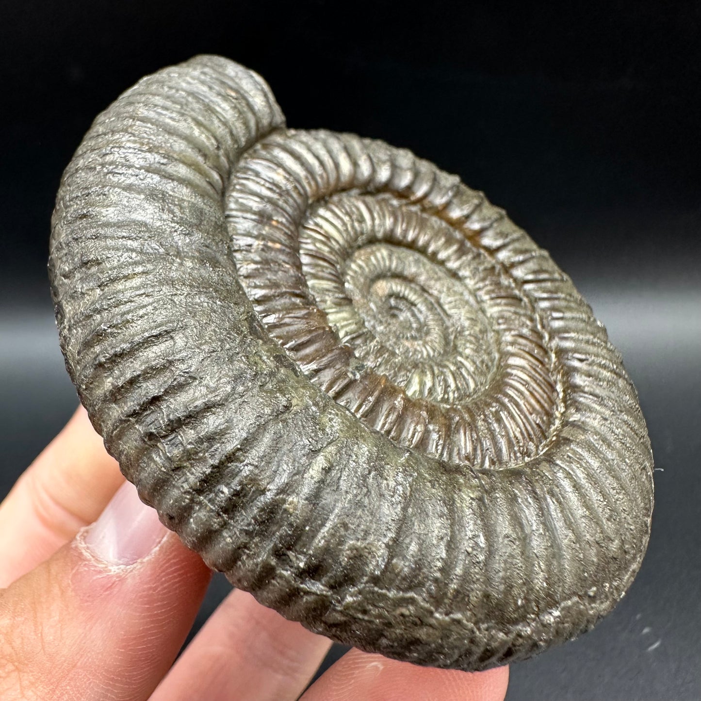 Dactylioceras Ammonite Fossil With Box And Stand - Whitby, North Yorkshire Jurassic Coast Yorkshire Fossils