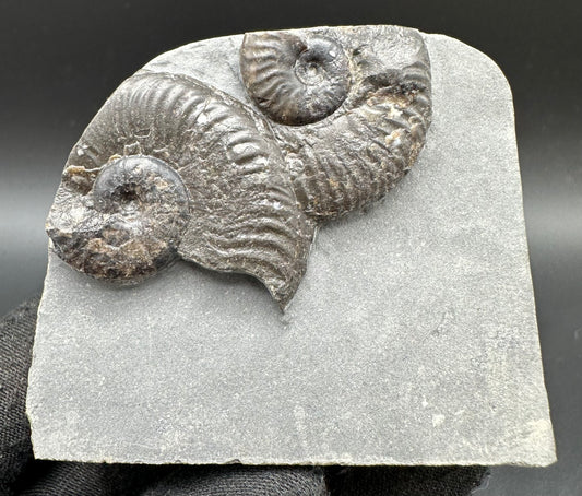 Cleviceras sp. ammonite shell fossil with stand - Whitby, North Yorkshire Jurassic Coast Yorkshire Fossils