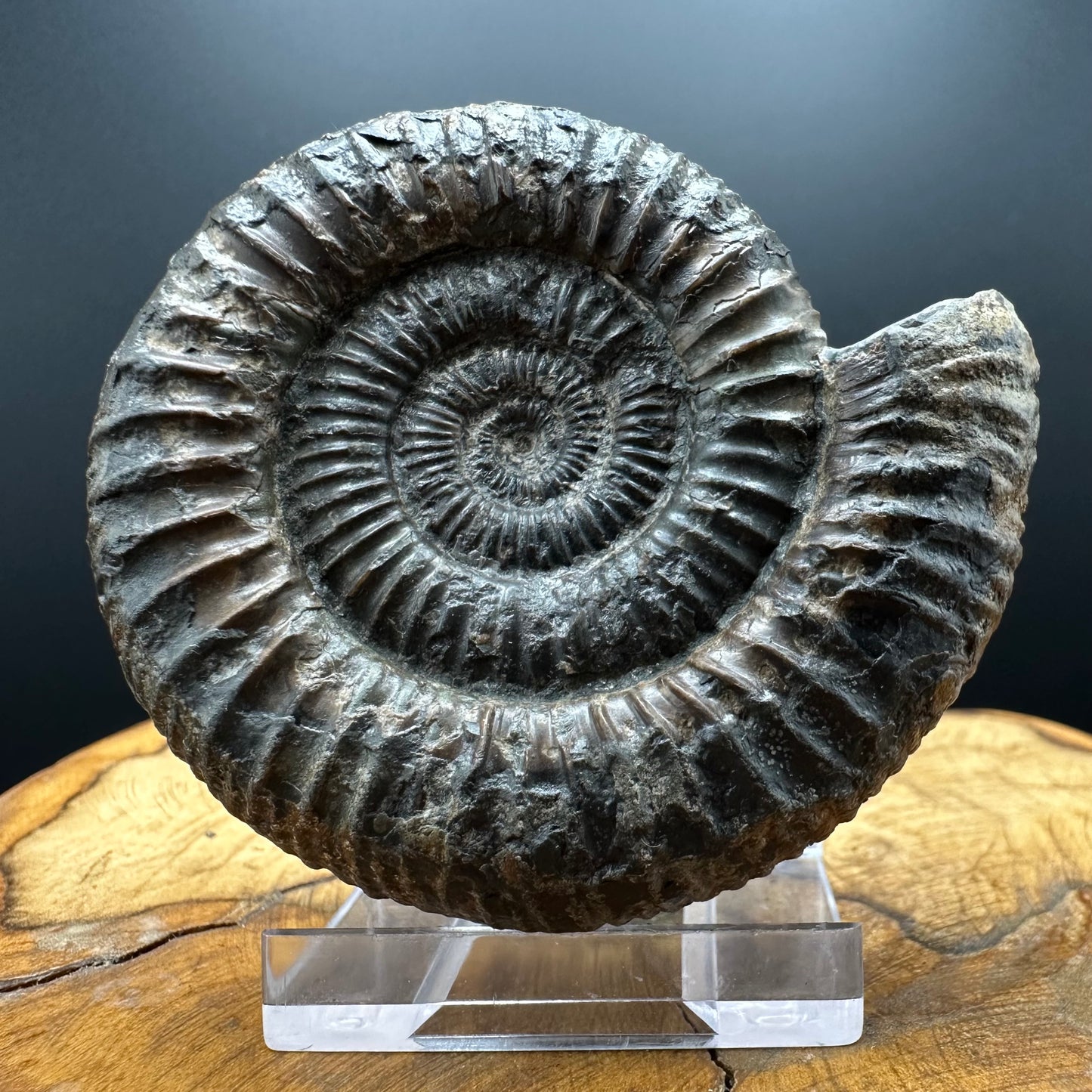 Dactylioceras Ammonite Fossil With box and Stand - Whitby, North Yorkshire Jurassic Coast Yorkshire Fossils