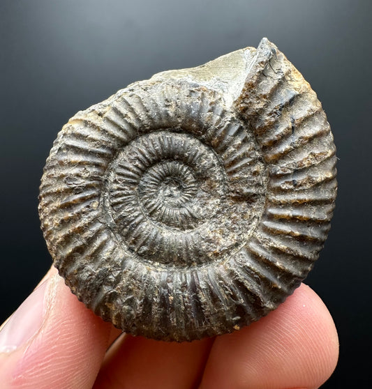 Dactylioceras Ammonite Fossil With box and Stand - Whitby, North Yorkshire Jurassic Coast Yorkshire Fossils