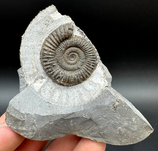 Dactylioceras Ammonite Fossil With Box And Stand - Whitby, North Yorkshire Jurassic Coast Yorkshire Fossils