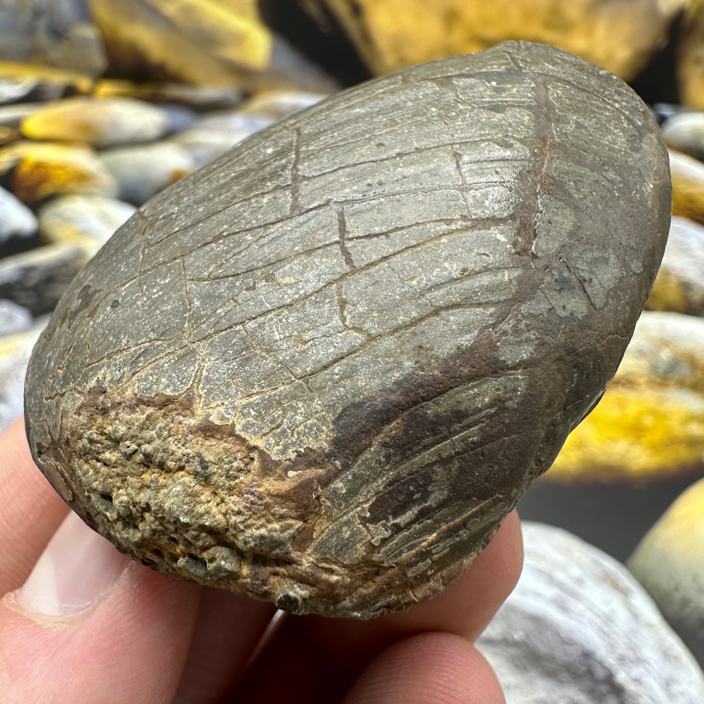 Shell fossil - Whitby, North Yorkshire
