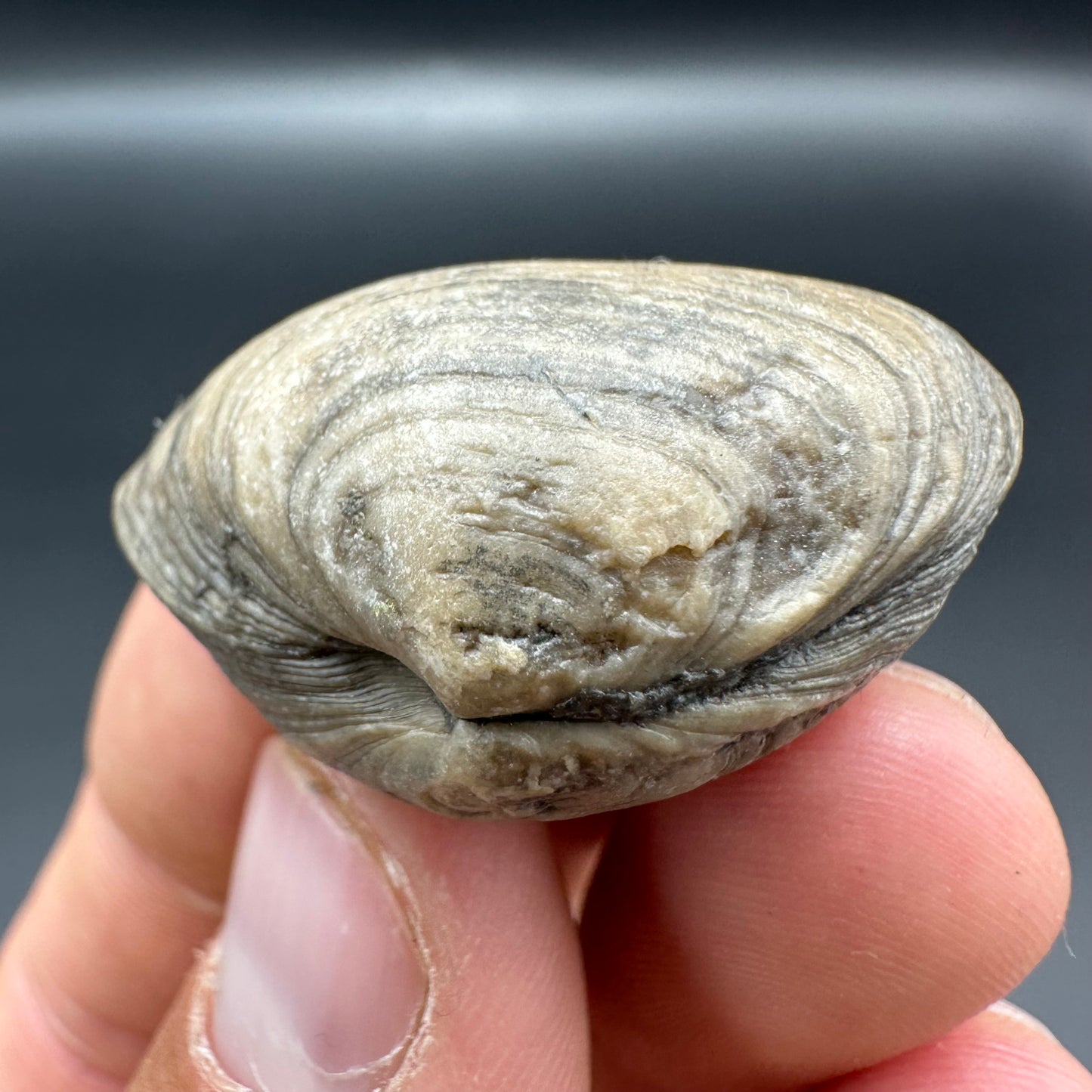 Shell fossil with tin and stand - Whitby, North Yorkshire, Jurassic Coast, Yorkshire Fossils