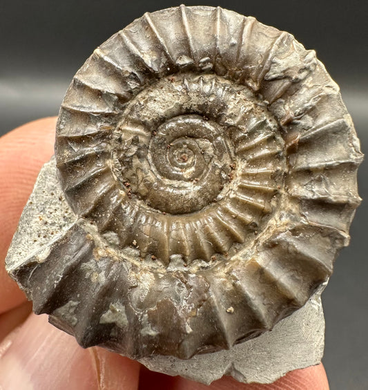 Arnioceras ammonite shell fossil with box and stand - Whitby, North Yorkshire Jurassic Coast Yorkshire Fossils