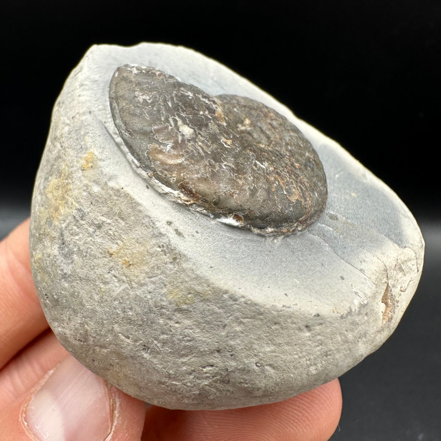 Pseudolioceras lythense Ammonite fossil with box and stand - Whitby, North Yorkshire, Yorkshire Fossils on the Jurassic Coast