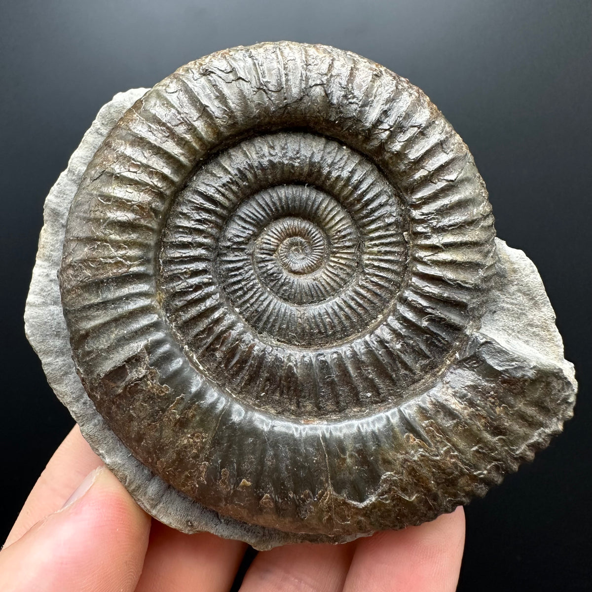 Dactylioceras Ammonite Fossil With box and Stand - Whitby, North Yorkshire Jurassic Coast Yorkshire Fossils