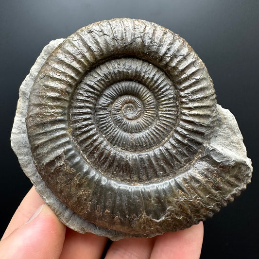 Dactylioceras Ammonite Fossil With box and Stand - Whitby, North Yorkshire Jurassic Coast Yorkshire Fossils