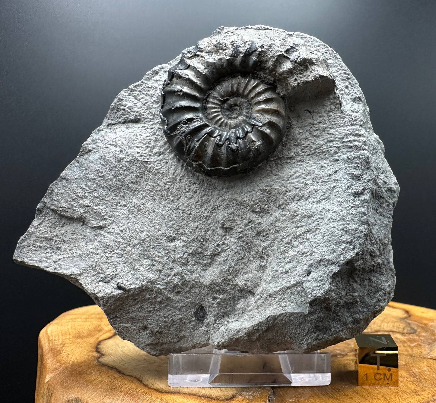 Asteroceras Ammonite fossil with box and stand - Whitby, North Yorkshire Jurassic Coast Yorkshire Fossils