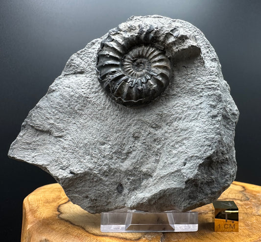 Asteroceras Ammonite fossil with box and stand - Whitby, North Yorkshire Jurassic Coast Yorkshire Fossils
