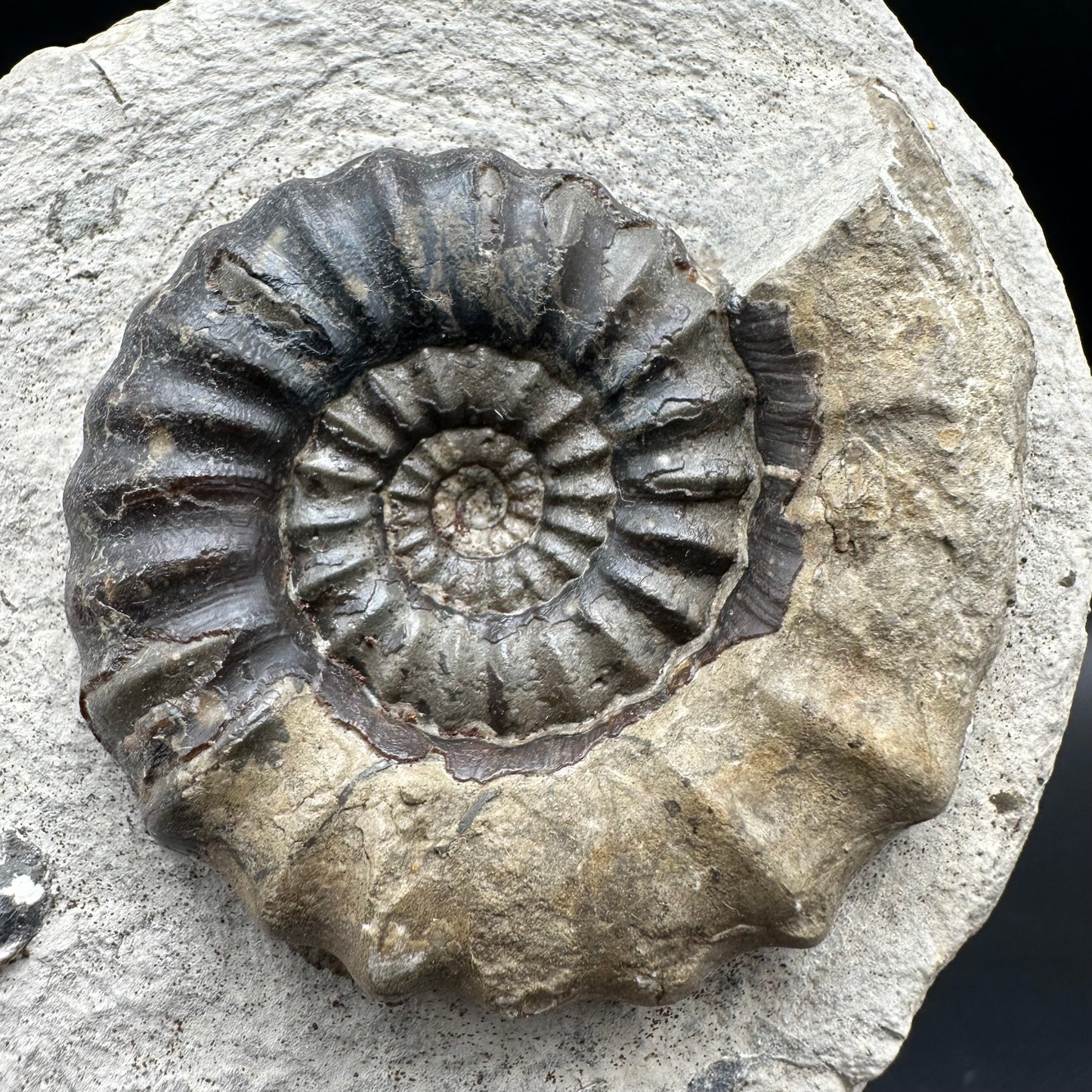 Androgynoceras maculatum Ammonite fossil with gift box and stand - Whitby, North Yorkshire Jurassic Coast Yorkshire Fossils