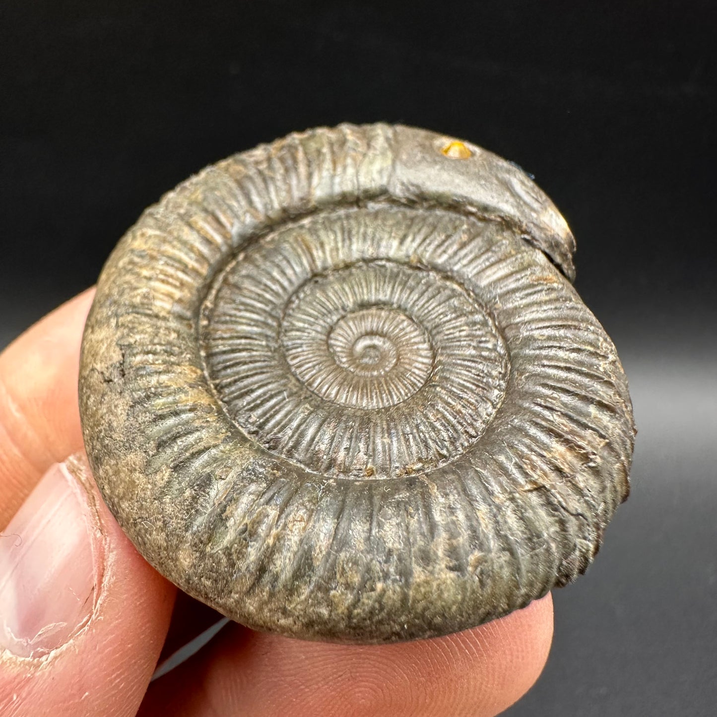 Snakestone Ammonite Fossil With Bag/Box And Stand - Whitby, North Yorkshire Jurassic Coast Yorkshire Fossils