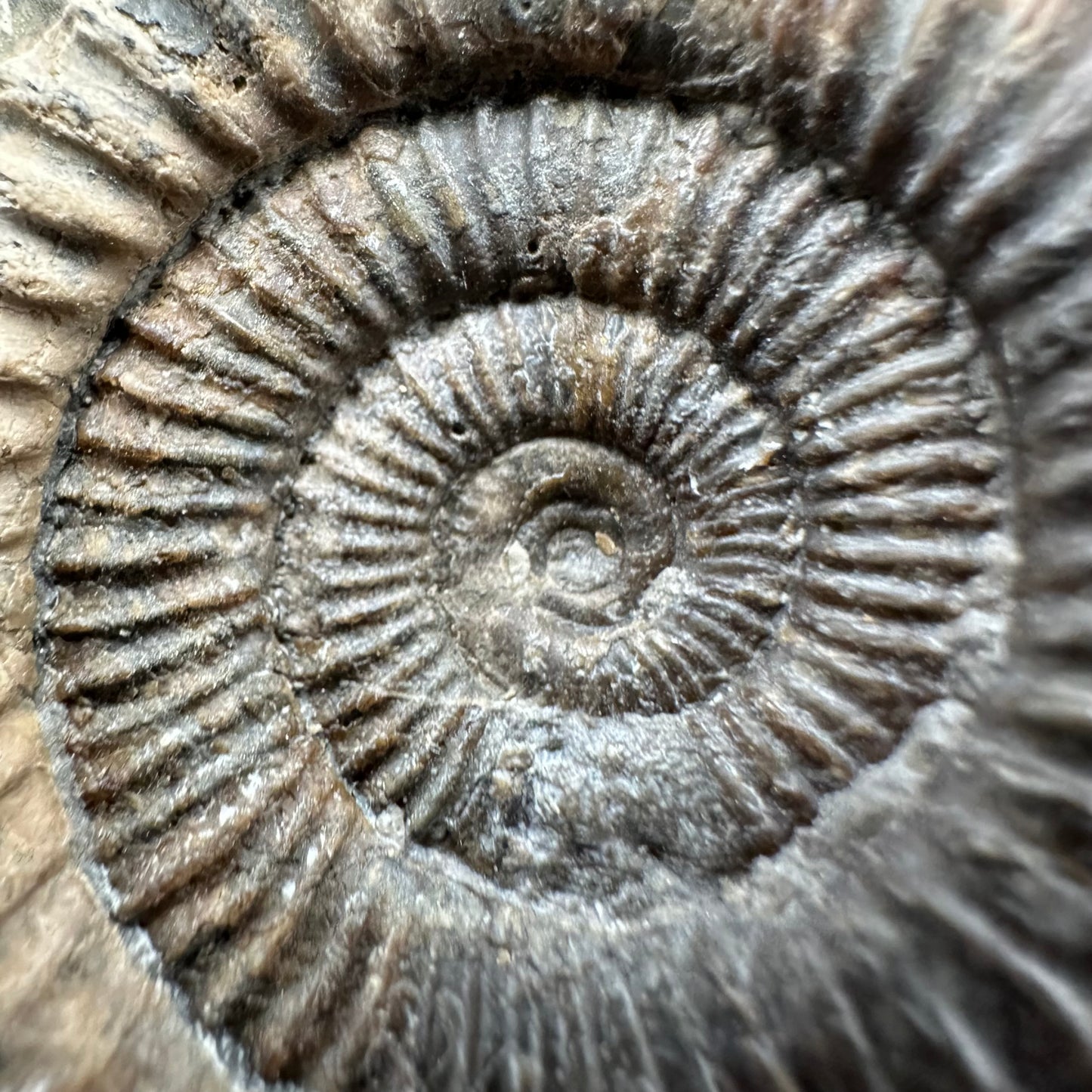 Dactylioceras Ammonite Fossil With Box And Stand - Whitby, North Yorkshire Jurassic Coast Yorkshire Fossils