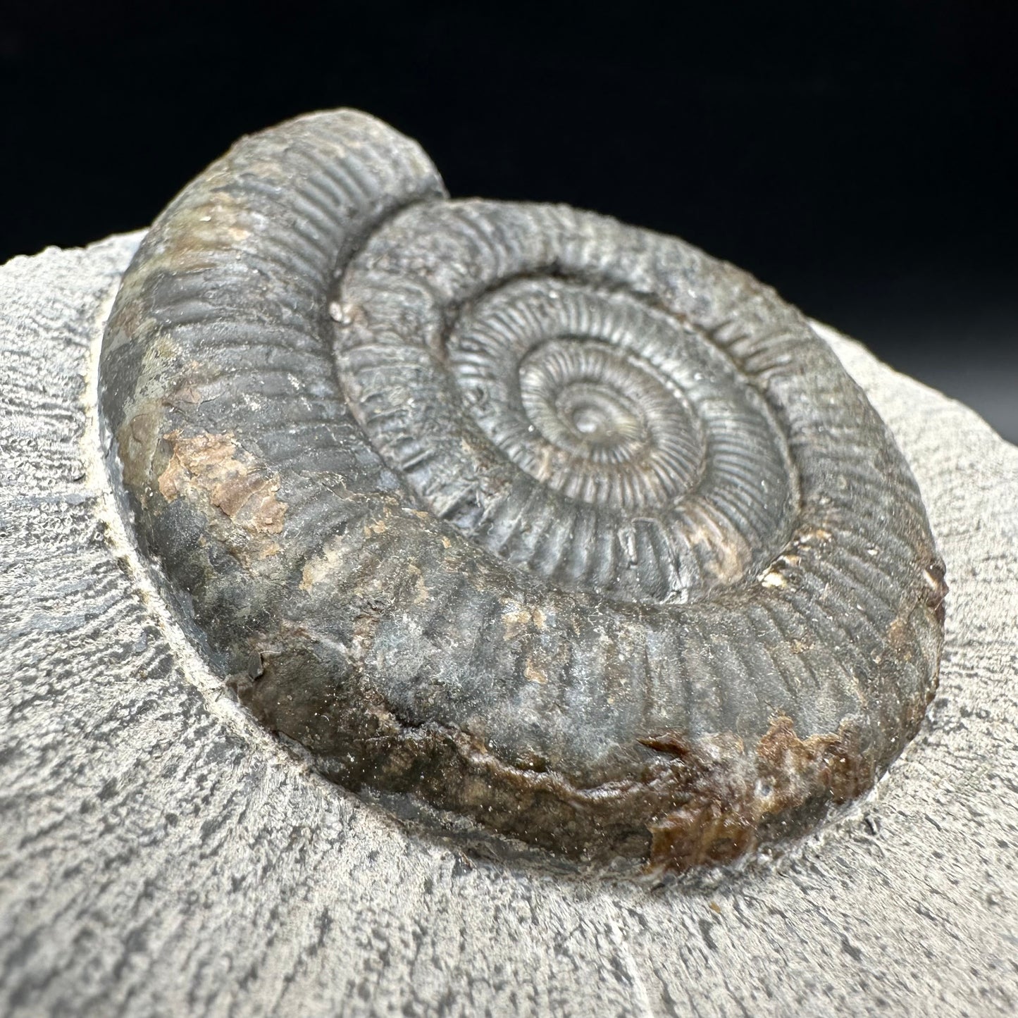 Dactylioceras Ammonite Fossil With Box And Stand - Whitby, North Yorkshire Jurassic Coast Yorkshire Fossils