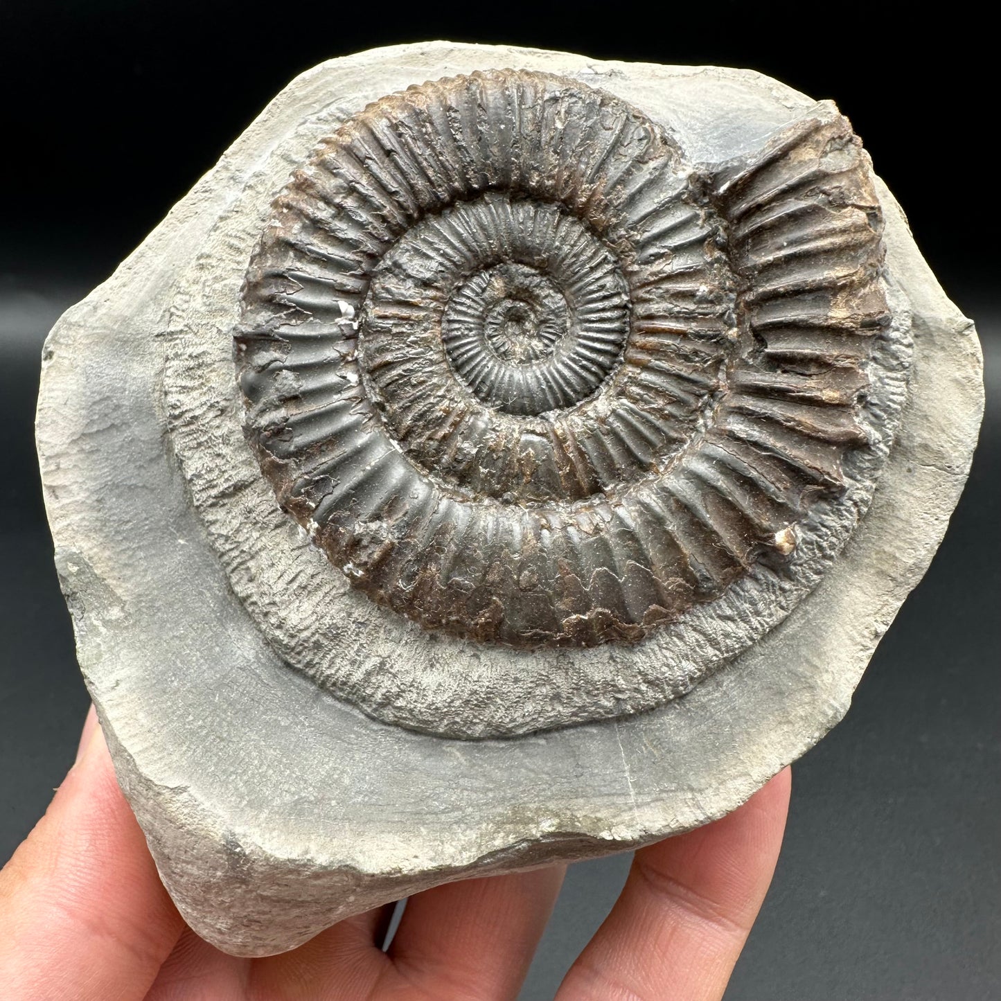 Peronoceras fibulatum ammonite fossil with box and stand - Whitby, North Yorkshire Jurassic Coast Yorkshire Fossils