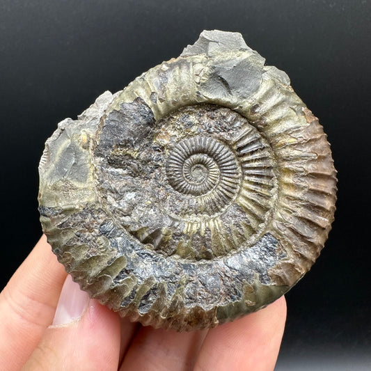 Dactylioceras Ammonite nodule (split pair) Fossil With Box And Stand - Whitby, North Yorkshire Jurassic Coast Yorkshire Fossils