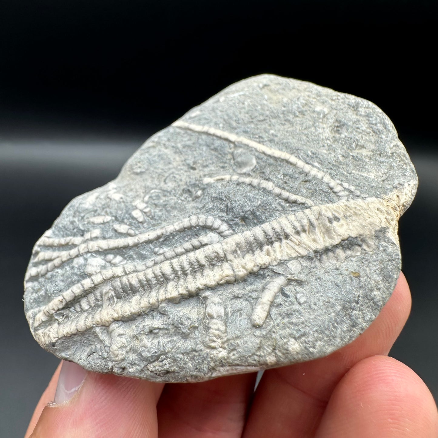 Crinoid fossil with box and stand - Whitby, North Yorkshire, Jurassic Coast, Yorkshire Fossils