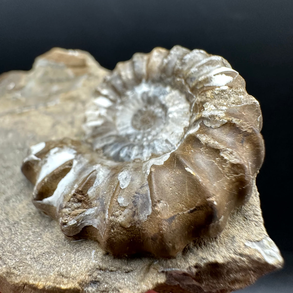 Androgynoceras capricornus Ammonite Fossil With Stand - Whitby, North Yorkshire Jurassic Coast Yorkshire Fossils