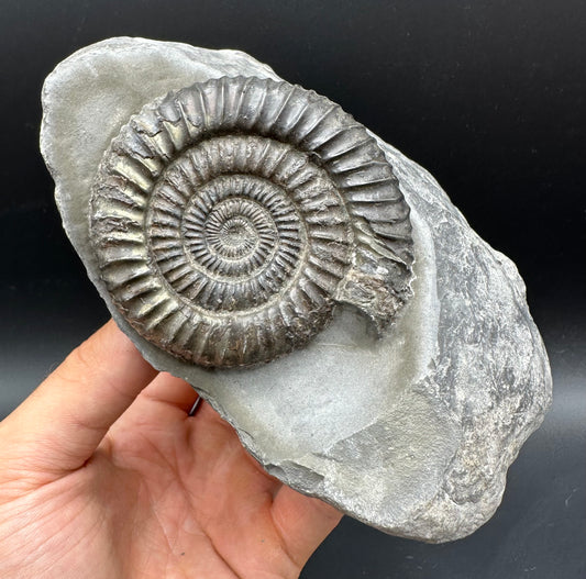 Dactylioceras Ammonite Fossil With Stand - Whitby, North Yorkshire Jurassic Coast Yorkshire Fossils