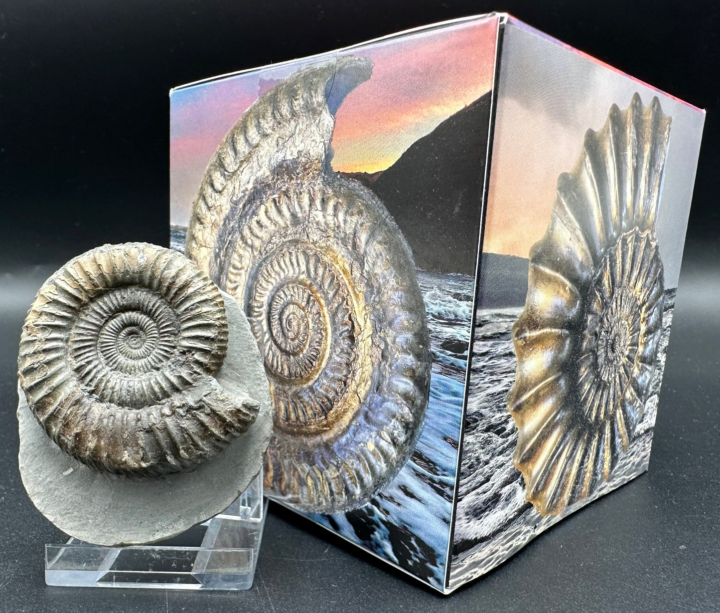 Dactylioceras Ammonite Fossil With Box And Stand - Whitby, North Yorkshire Jurassic Coast Yorkshire Fossils