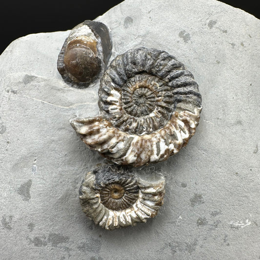 Oistoceras figulinum ammonite fossil / Belemnite Phragmocone with box and stand - Whitby, North Yorkshire Jurassic Coast Yorkshire Fossils