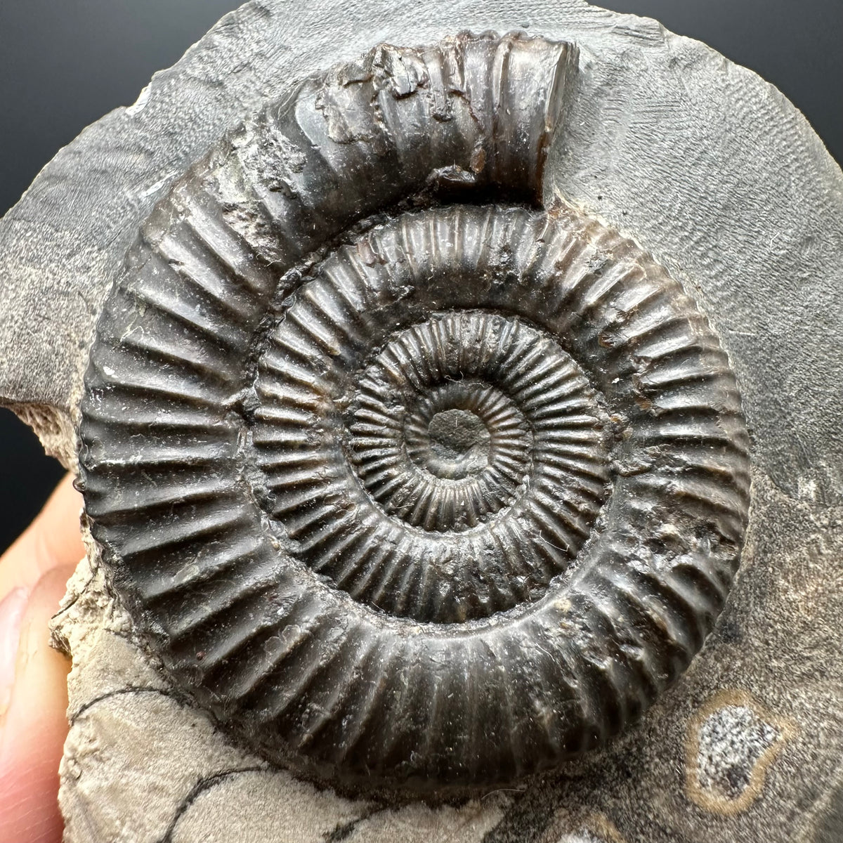 Dactylioceras Ammonite Fossil With box and Stand - Whitby, North Yorkshire Jurassic Coast Yorkshire Fossils