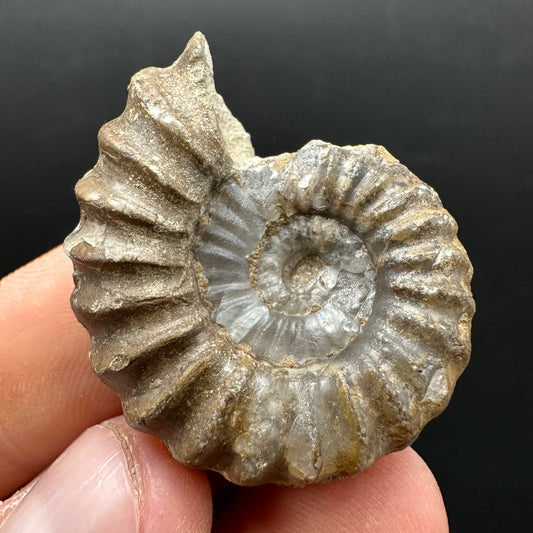 Androgynoceras capricornus Ammonite Fossil With Stand - Whitby, North Yorkshire Jurassic Coast Yorkshire Fossils