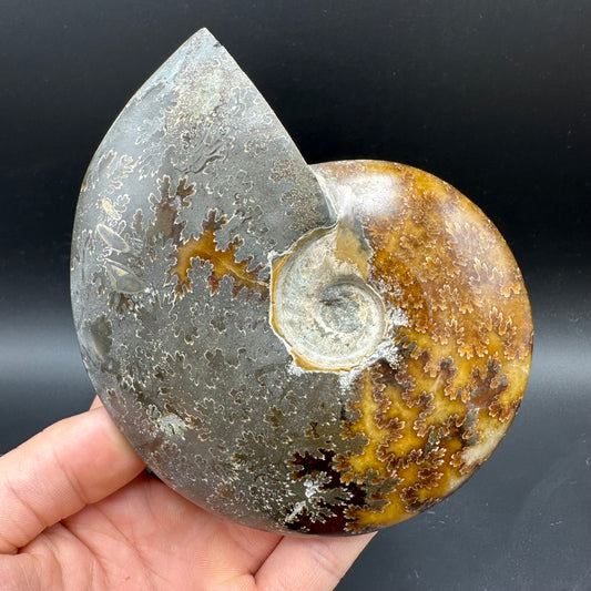 Cleoniceras Ammonite Fossil With Stand - Cretaceous Ammonite Madagascar
